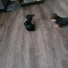 Yorkshire Terrier Puppies from RODS Yorkies