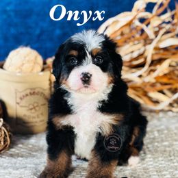 Onyx - black boy - Tri-color male Bernedoodle puppy in Waukesha, Wisconsin from Bernedoodle Boutique (and Cavapoos)
