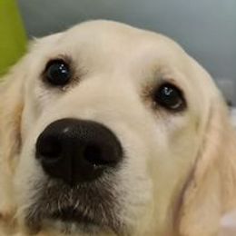 Golden Retriever Puppies from West Coast Cream Goldens