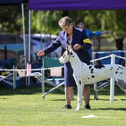 Cardigan Welsh Corgi and Great Dane All Grown Up from McOwen Kennels