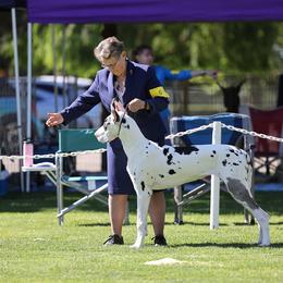 Cardigan Welsh Corgi and Great Dane All Grown Up from McOwen Kennels
