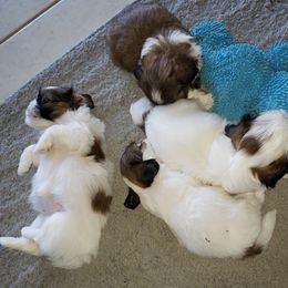 Shih Tzu Puppies from Shelly Riley