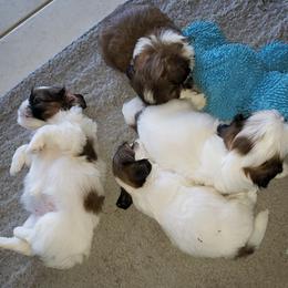 Shih Tzu Puppies from Shelly Riley