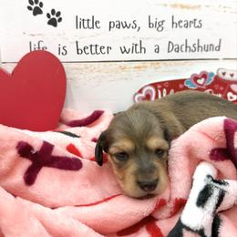 Ember AKC Girl 4 - Red female Dachshund puppy in Sumrall, Mississippi from JP’s Dachshunds
