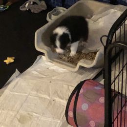 Australian Shepherd Puppies from Point Break