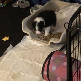 Australian Shepherd Puppies from Point Break