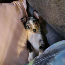 Boy 1 - Blue merle male Chihuahua puppy in Springfield, Missouri from Carly Parker