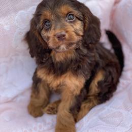Hazel - Brown female Cavapoo puppy in Bellingham, Washington from My Sweet Poodles and Doodles