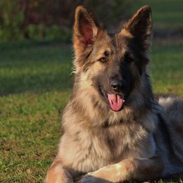 Shiloh Shepherds from Brick Chapel Shilohs