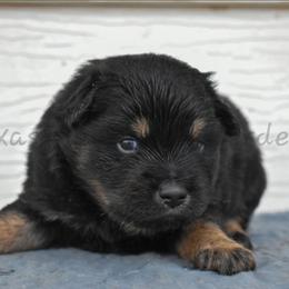 Bigs - Black tri male Miniature Australian Shepherd puppy in Lubbock, Texas from Texas Bluebonnet Herders