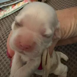 Lavender collar - Red and white female Cocker Spaniel puppy in Boca Raton, Florida from Gold-Coast Cockers