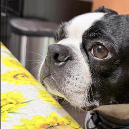 Boston Terriers from Barr’s Southern Boston’s