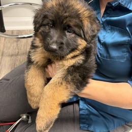 Mr. Black (black ribbon) - Black and red male German Shepherd puppy in Purcellville, Virginia from Starry Night German Shepherd Dogs