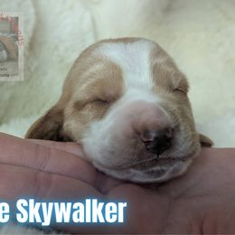 Luke Skywalker - Lemon and white male Basset Hound puppy in Scottsdale, Arizona from Floppy Eared Friends Bassett Hounds