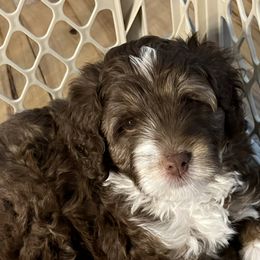 Aussiedoodle Puppies from Creek Bend Farm