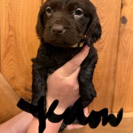 Yellow - Chocolate female Boykin Spaniel puppy in Barney, Georgia from Price & Co.