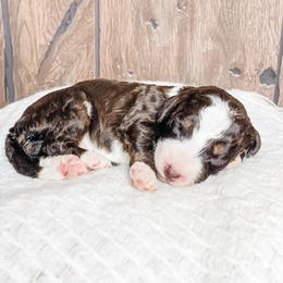 Espresso - Brown male Bernedoodle puppy in Hudson, Indiana from TurkeyCreek-K9