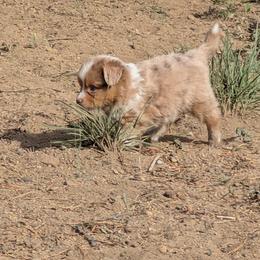 Hermoine - Red merle female Miniature Australian Shepherd puppy in Bend, Oregon from Wonderland Aussies