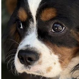 Bernese Mountain Dogs and Cavalier King Charles Spaniels from Kiss A Doodlez