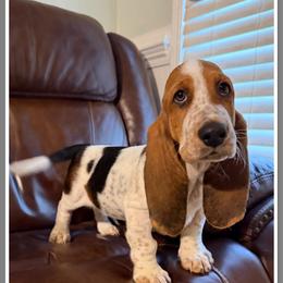 Gray - Black white and brown male Basset Hound puppy in Columbia, South Carolina from Pawmetto Hounds