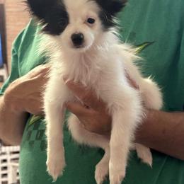 Panda - White and black female Papillon puppy in Houston, Texas from Mikanon Norwegian Elkhounds & Papillons