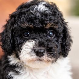 Harvest - Tri-color male Bernedoodle puppy in Salt Lake City, Utah from Country Lane Doodles