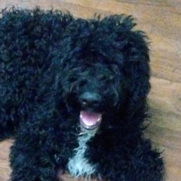 Harry - Black and white Sheepadoodle puppy in Austin, Texas from Darling Doodles