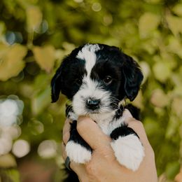 Pebbles - Black and white female Sheepadoodle puppy in Patterson, California from Dooling Doodles