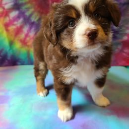 Australian Shepherd, Miniature Australian Shepherd, and Toy Australian Shepherd Puppies from Hippie Dog Haven
