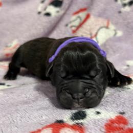 Lilac - Black brindle female Cane Corso puppy in Paris, Texas from Knucklehead Cane Corso