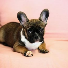 French Bulldog Puppies from Snuggle Buddy French Bulldogs