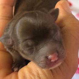 Apollo - Chocolate and white male Chihuahua puppy in Hasting, Florida from Fiesta Pups