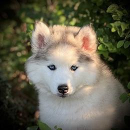 Pomsky and Siberian Husky Puppies from A-Dream Pomsky Kennel