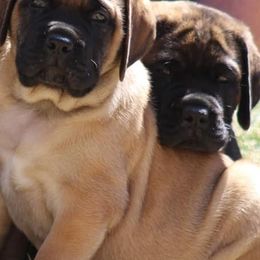French Bulldogs and Mastiffs from Serene Prairie K9