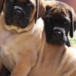 French Bulldogs and Mastiffs from Serene Prairie K9