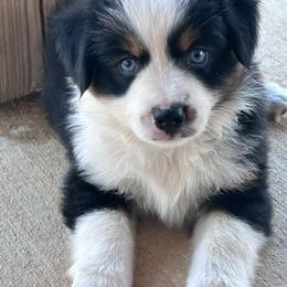 Indy(pendence) - Black tri female Miniature Australian Shepherd puppy in Canton, Texas from Knockout Aussies & MAS