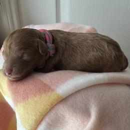 Caroline - Red  female Poodle puppy in Labelle, Florida from RomLein Poodle