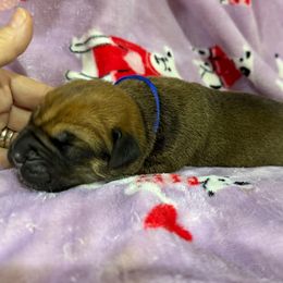 Dark Blue Collar - Fawn male Cane Corso puppy in Paris, Texas from Knucklehead Cane Corso