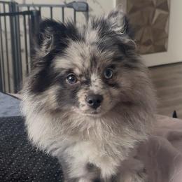 Chrome - Pomeranian