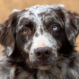Hopper - Australian Shepherd