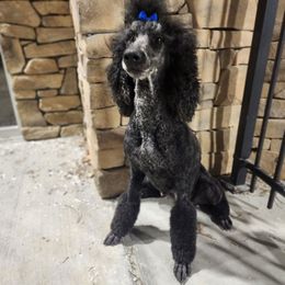 Betty - Poodle