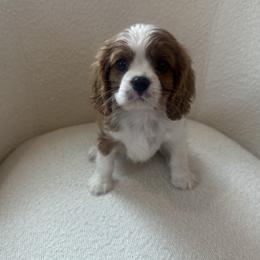 Cavalier King Charles Spaniel puppies from Twisted Creek Canines