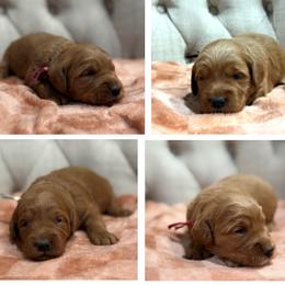 Girl 4 Selection - Red  female Goldendoodle puppy in Pleasant Hill, Iowa from Harvest Creek