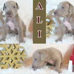 Great Dane Puppies from Pilot Danes
