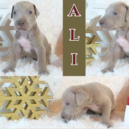 Great Dane Puppies from Pilot Danes