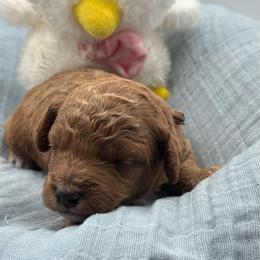 Lane - Red  male Goldendoodle puppy in Loveland, Colorado from Littledoodles2love