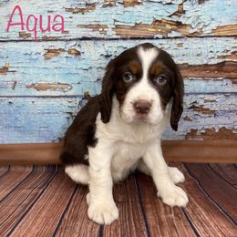 Aqua - English Springer Spaniel puppy in Pine Island, Minnesota from Country Breeze Springer Spaniels