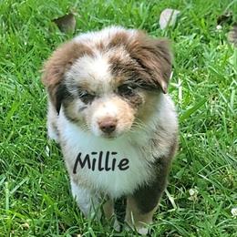 Miniature American Shepherd and Miniature Australian Shepherd Puppies from Cane Creek Aussies