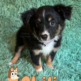 Chili - Black tri female Miniature American Shepherd puppy in Millington, Tennessee from Goading Glee Glade