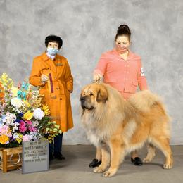 Ruger - Tibetan Mastiff